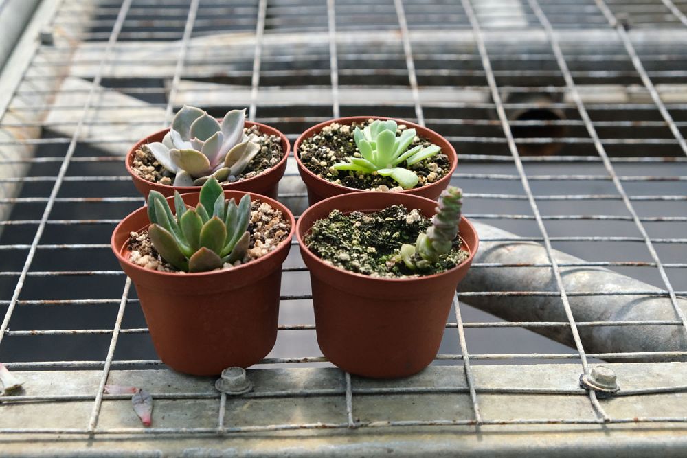 crassula-marnieriana-jade-necklace-vine-worm-plant