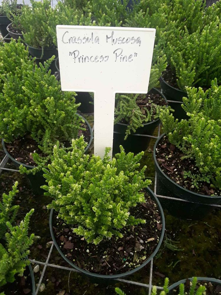 crassula-muscosa-clubmoss-crassula-princess-pine-rattail-crassula-watch-chain-plant