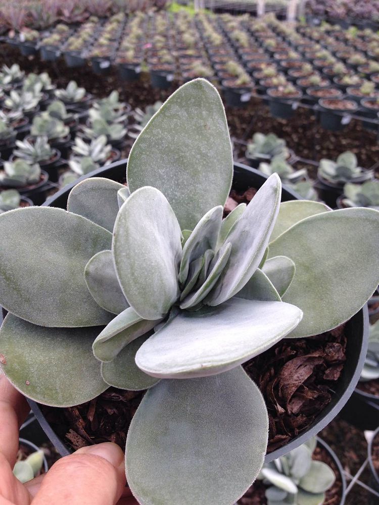 crassula-obvallata