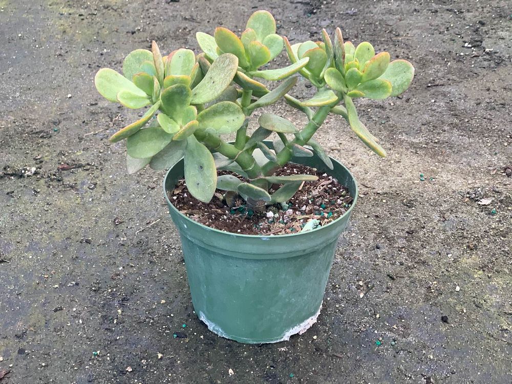 crassula-ovata-jade-plant