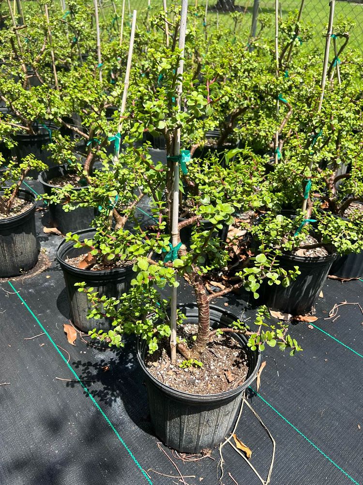 crassula-ovata-jade-plant