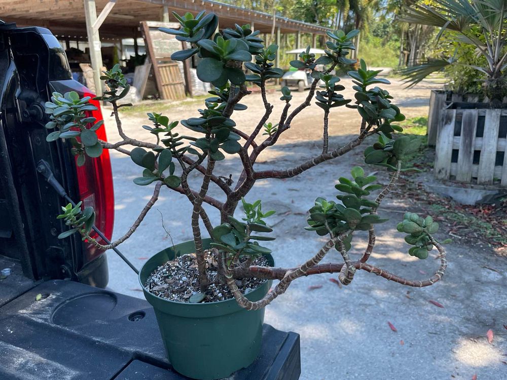 crassula-ovata-jade-plant