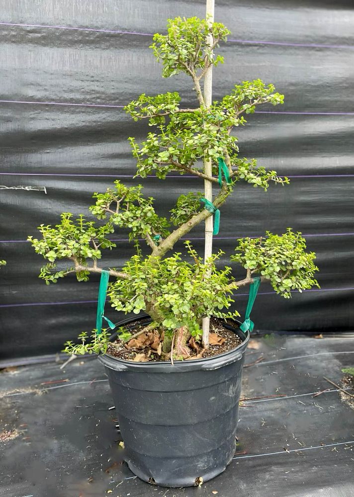 crassula-ovata-jade-plant