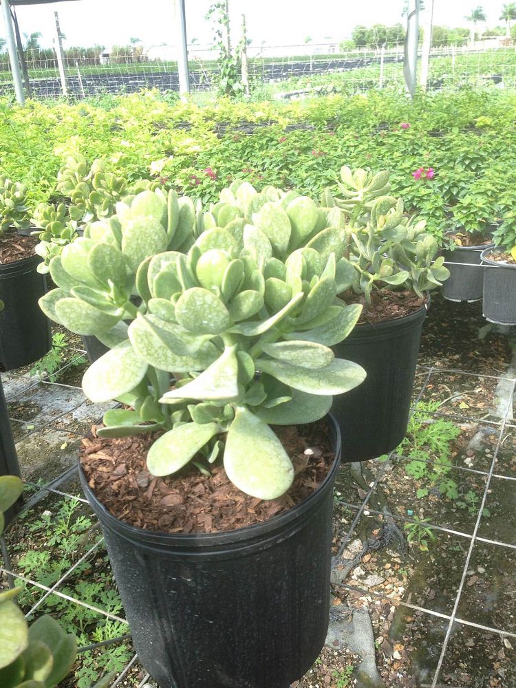 crassula-ovata-minor-mini-jade-plant