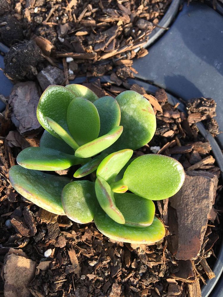 crassula-ovata-minor-mini-jade-plant