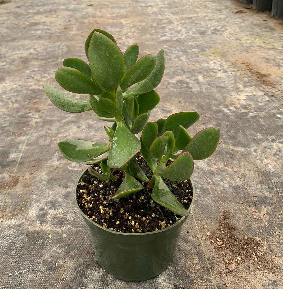crassula-ovata-minor-mini-jade-plant
