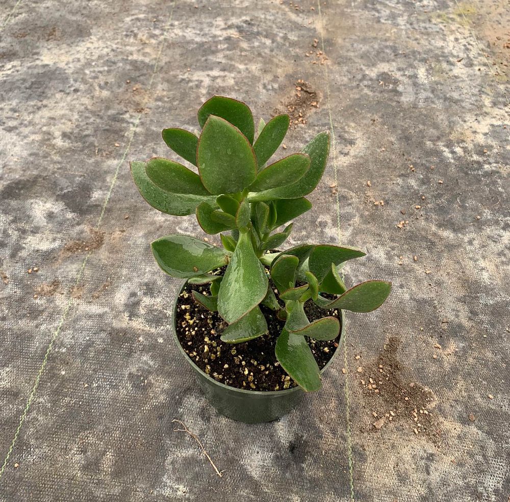 crassula-ovata-minor-mini-jade-plant