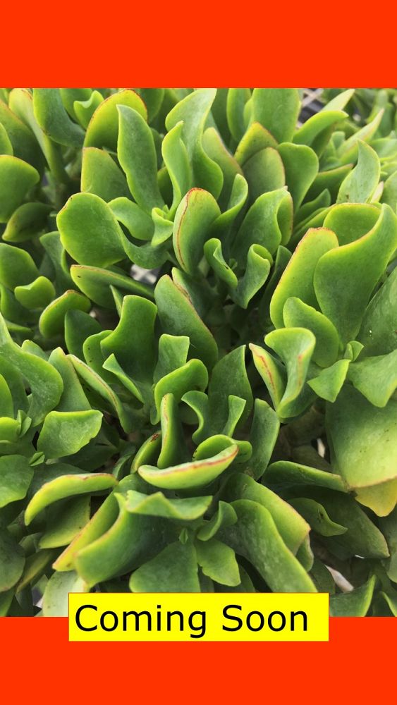 crassula-ovata-undulata-jade-plant-jitters