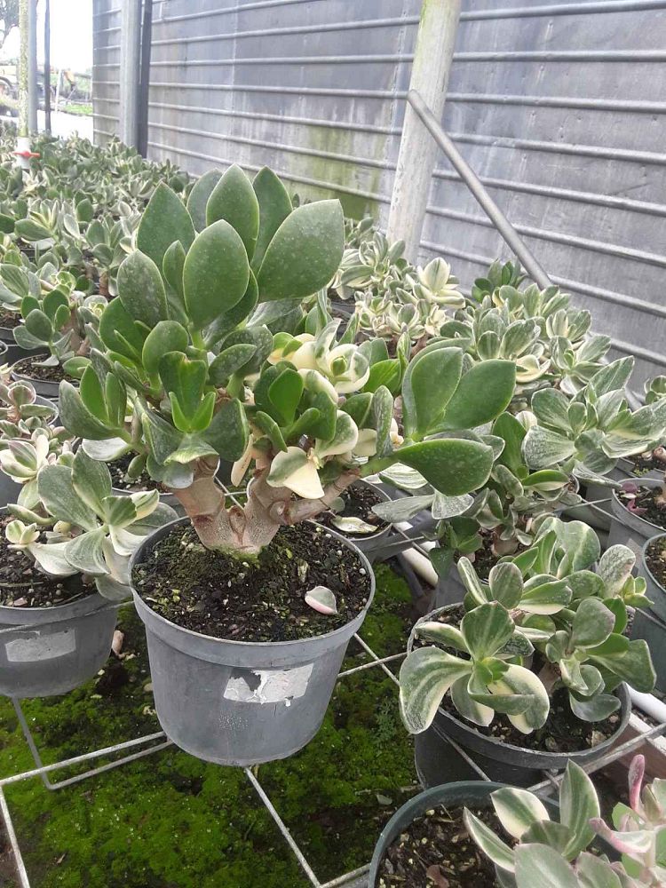 crassula-ovata-variegata-variegated-jade-plant