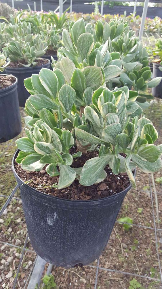 crassula-ovata-variegata-variegated-jade-plant