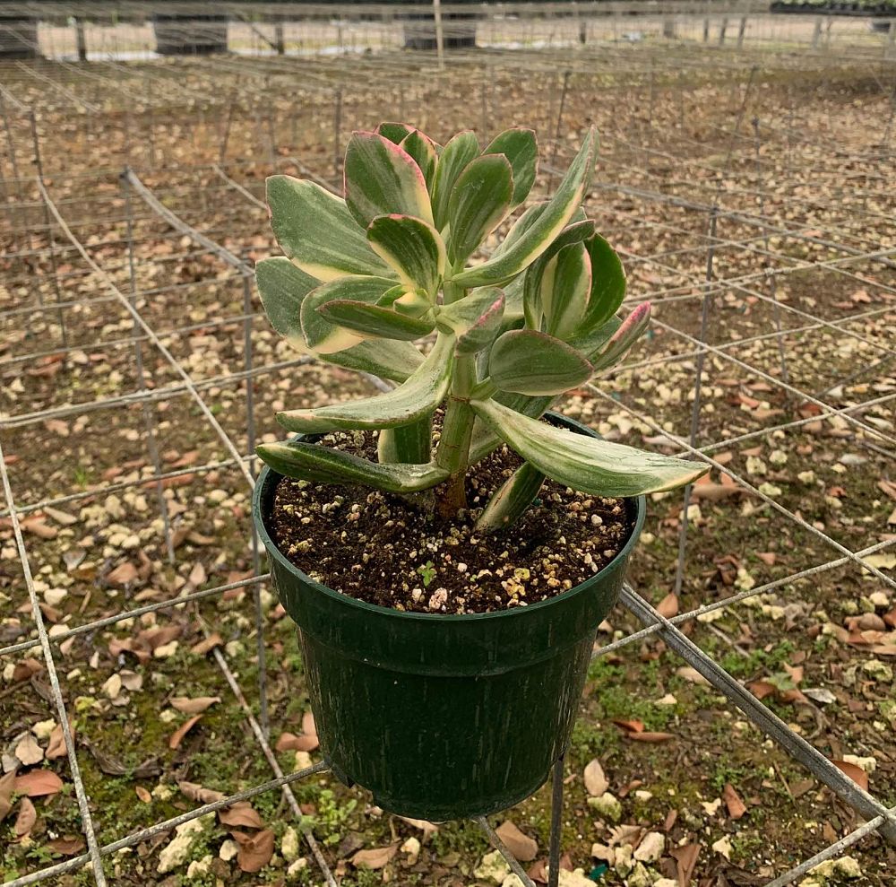 crassula-ovata-variegata-variegated-jade-plant