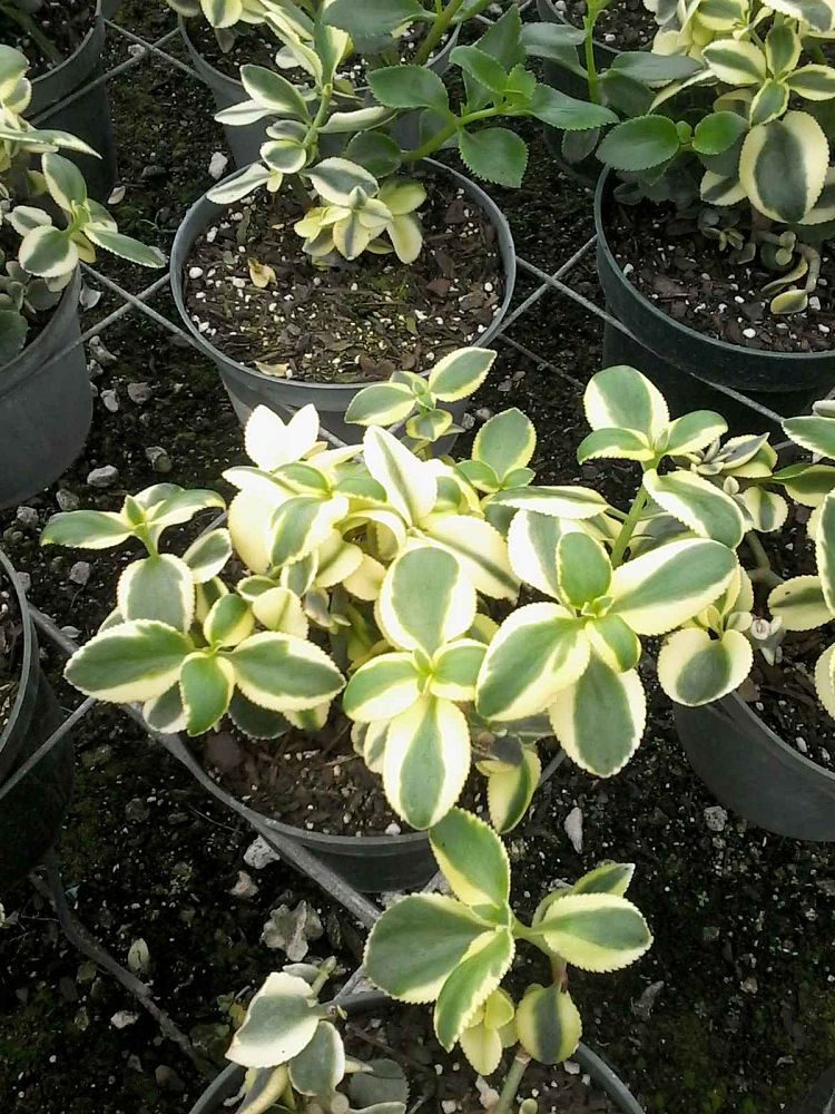 crassula-sarmentosa-variegated-crassula-sarmentosa