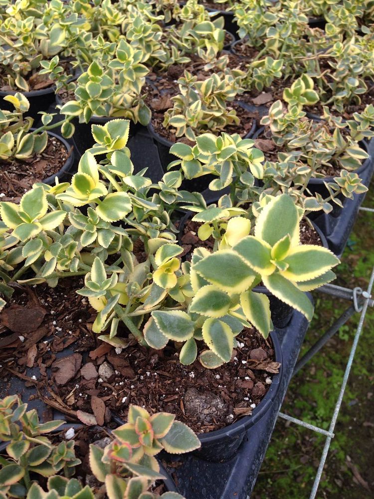 crassula-sarmentosa-variegated-crassula-sarmentosa