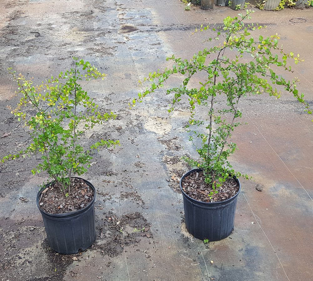 crataegus-lepida