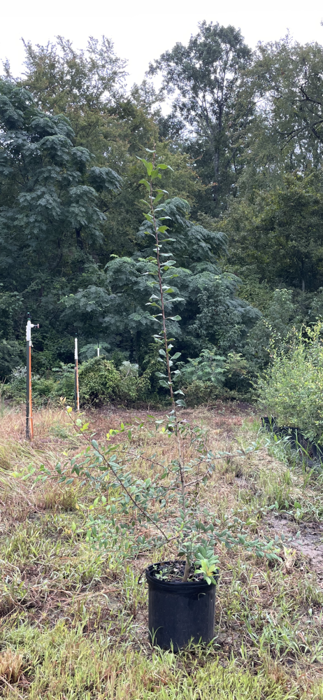 crataegus-opaca-mayhaw