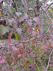 crataegus-phaenopyrum-washington-hawthorn