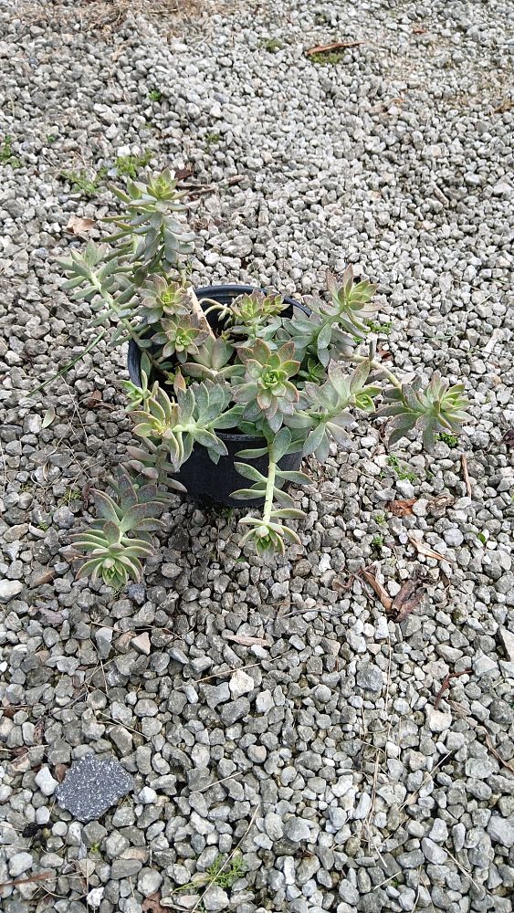 crataegus-succulenta-pertomentosa
