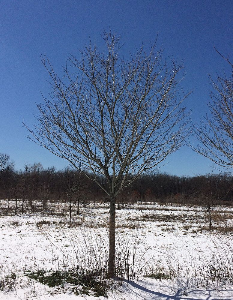 crataegus-viridis-winter-king-green-hawthorn