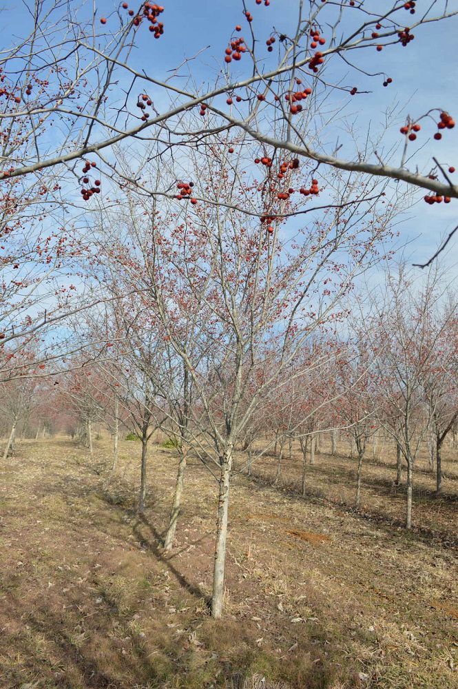 crataegus-viridis-winter-king-green-hawthorn