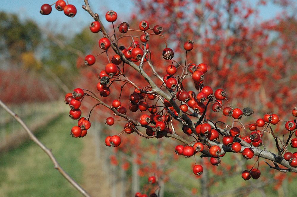 crataegus-viridis-winter-king-green-hawthorn