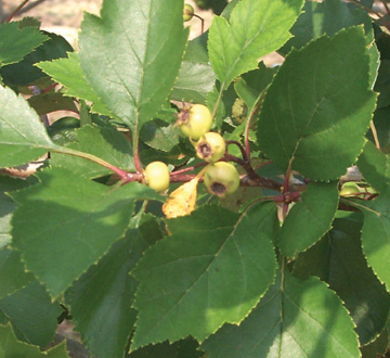 crataegus-viridis-winter-king-green-hawthorn