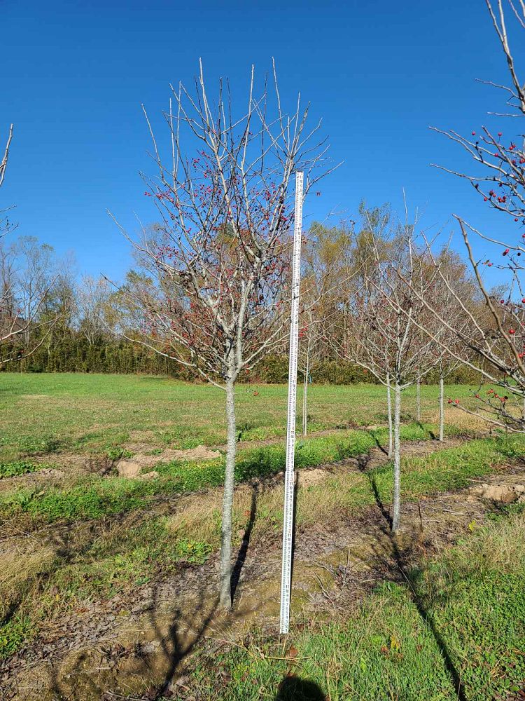 crataegus-viridis-winter-king-green-hawthorn