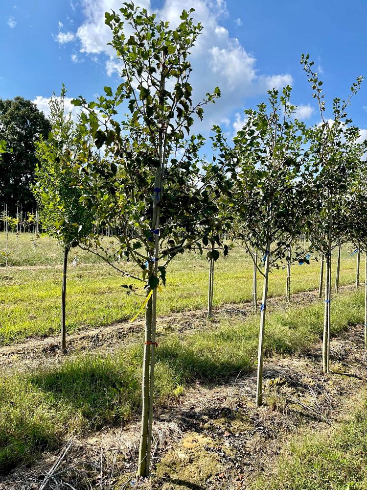 crataegus-viridis-winter-king-green-hawthorn