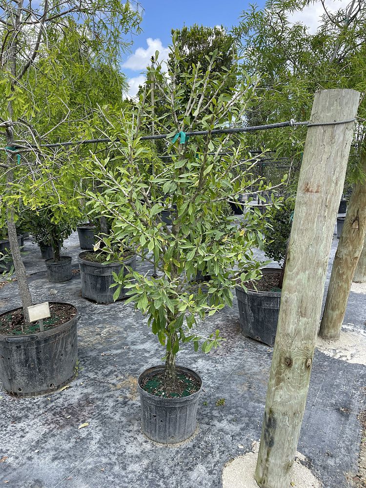 crescentia-cujete-calabash