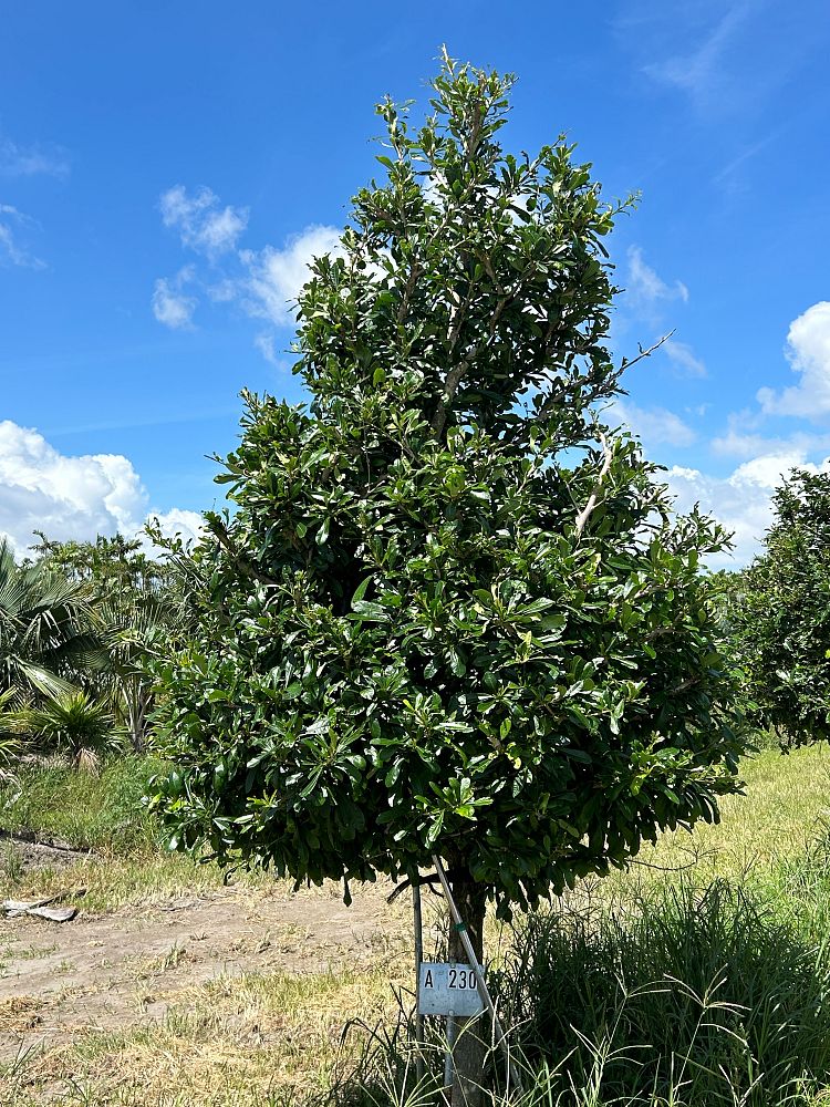 crescentia-cujete-calabash
