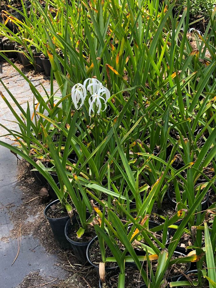 crinum-americanum-string-swamp-lily-crinum-lily