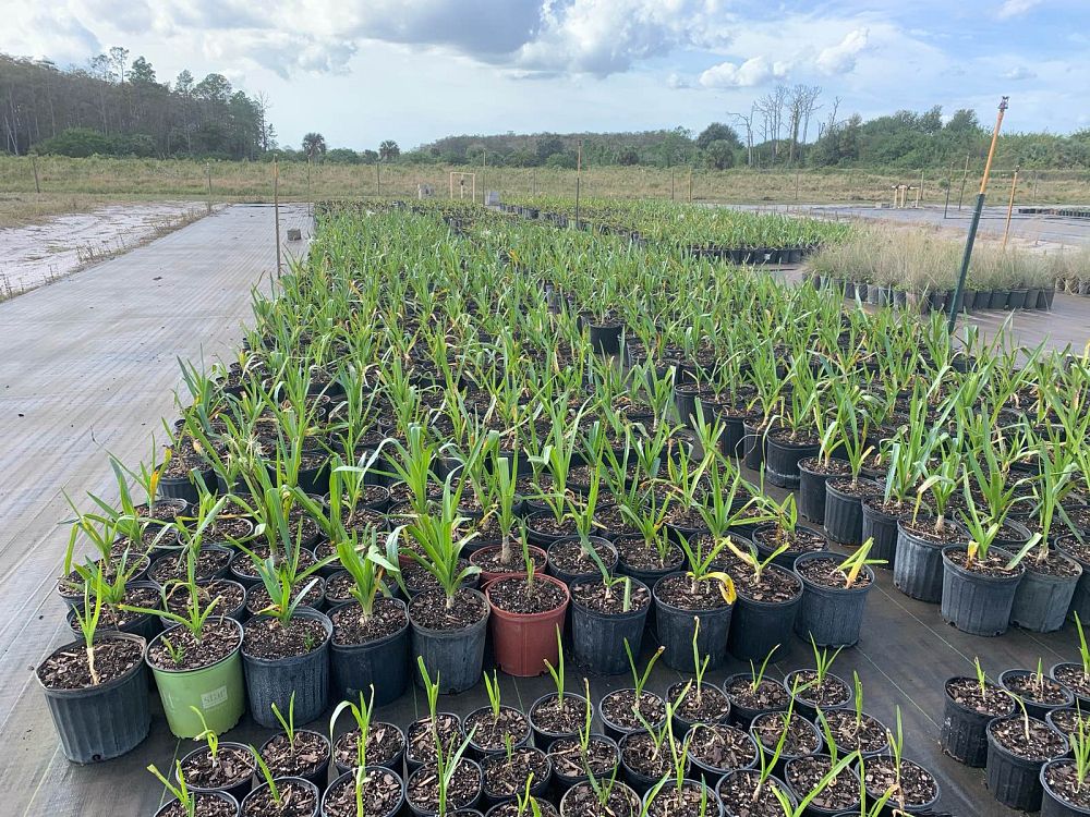 crinum-americanum-string-swamp-lily-crinum-lily