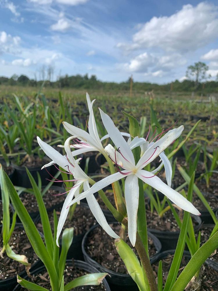 crinum-americanum-string-swamp-lily-crinum-lily