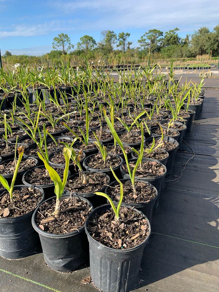 crinum-americanum-string-swamp-lily-crinum-lily