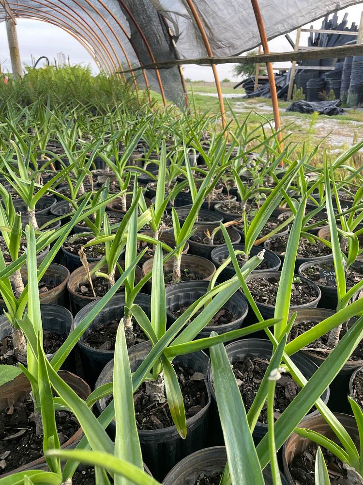 crinum-americanum-string-swamp-lily-crinum-lily