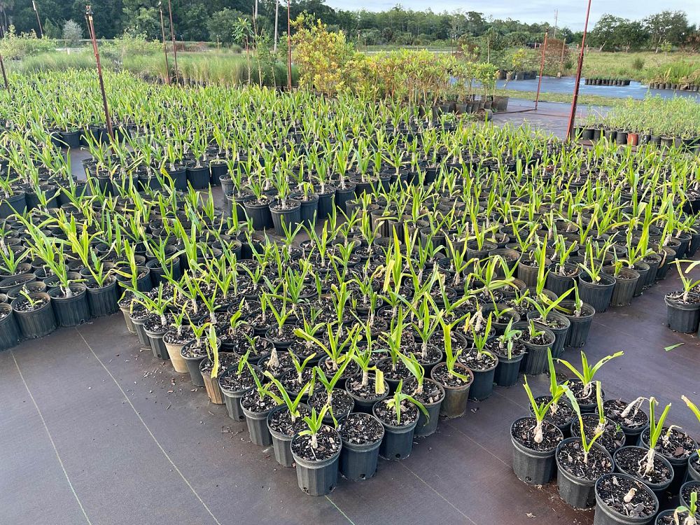 crinum-americanum-string-swamp-lily-crinum-lily