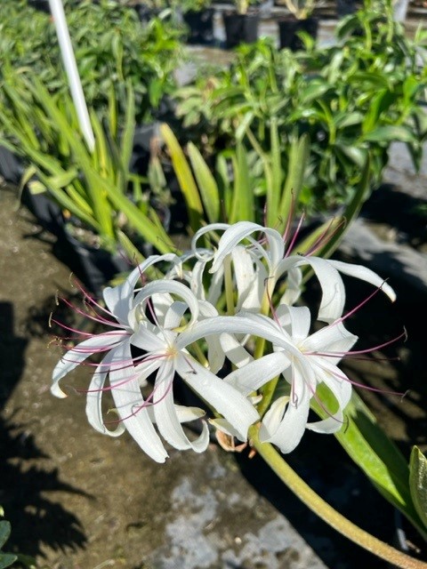 crinum-americanum-string-swamp-lily-crinum-lily
