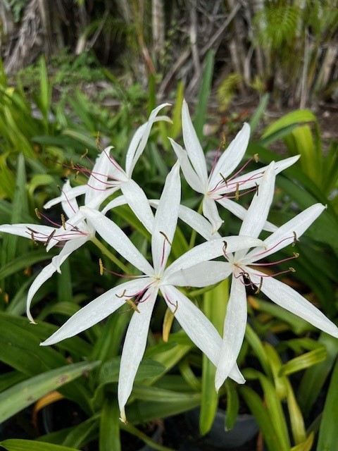 crinum-americanum-string-swamp-lily-crinum-lily