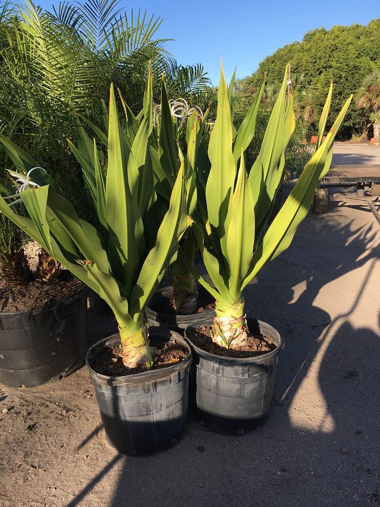 crinum-amoenum-crinum-lily