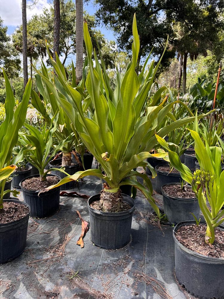 crinum-amoenum-crinum-lily