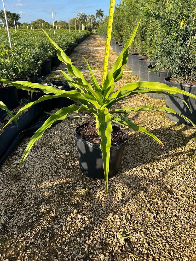 crinum-amoenum-crinum-lily