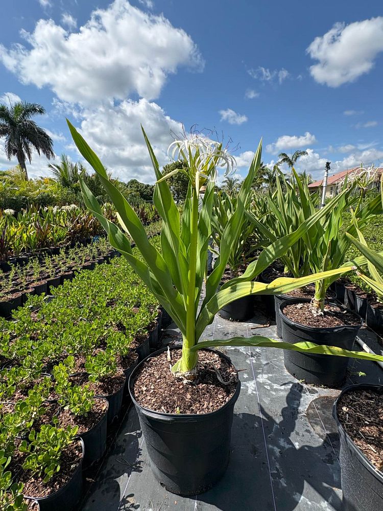 crinum-amoenum-crinum-lily
