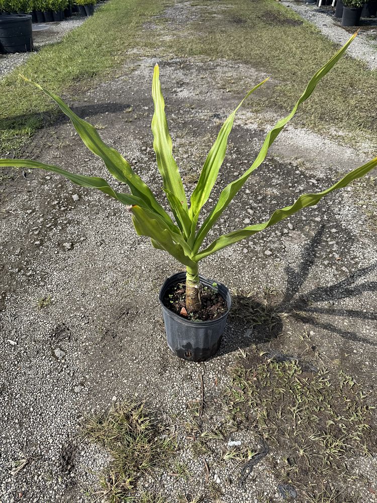 crinum-amoenum-crinum-lily