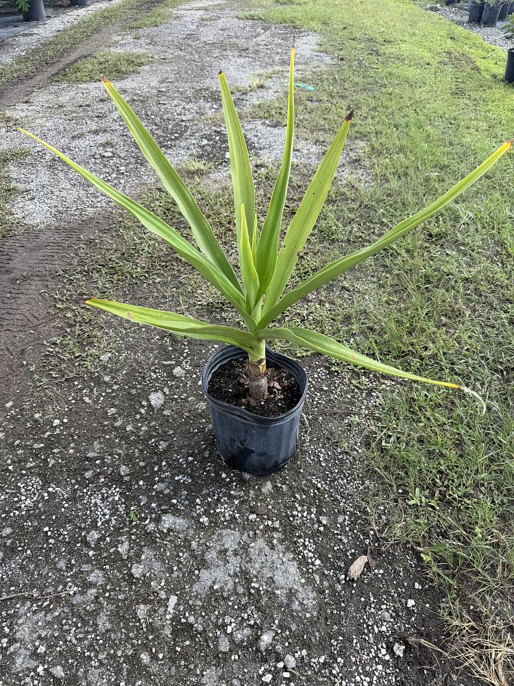 crinum-amoenum-crinum-lily