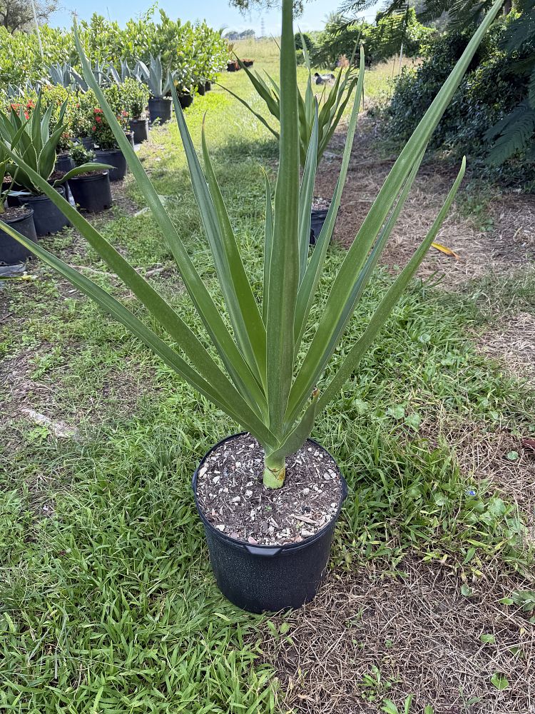crinum-amoenum-crinum-lily