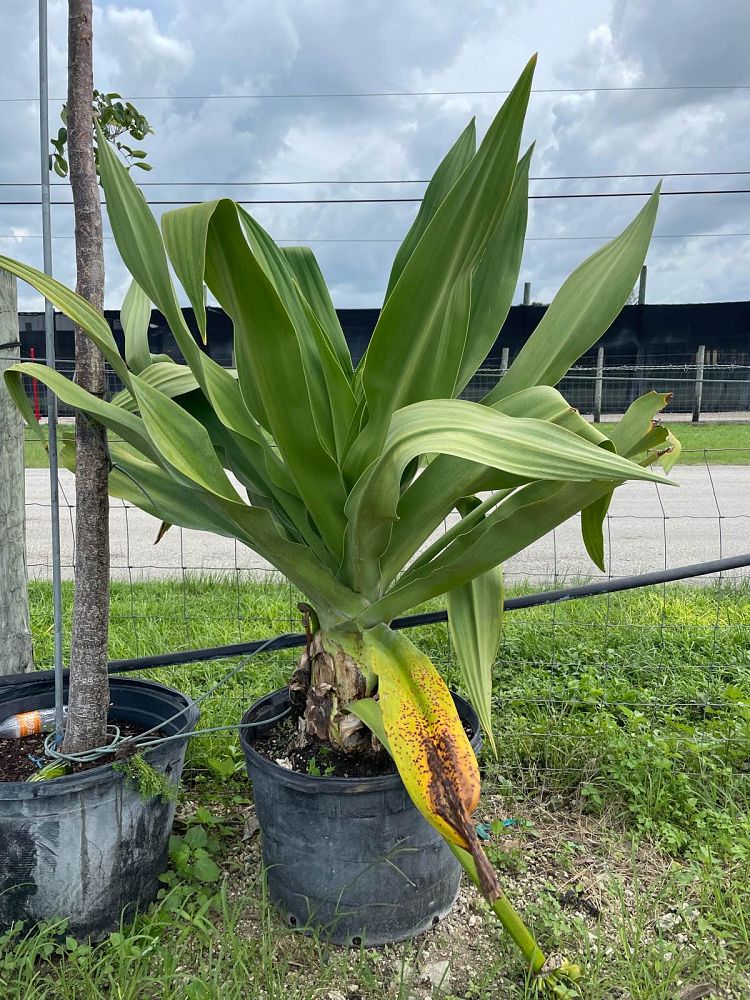 crinum-angustifolium-crinum-lily