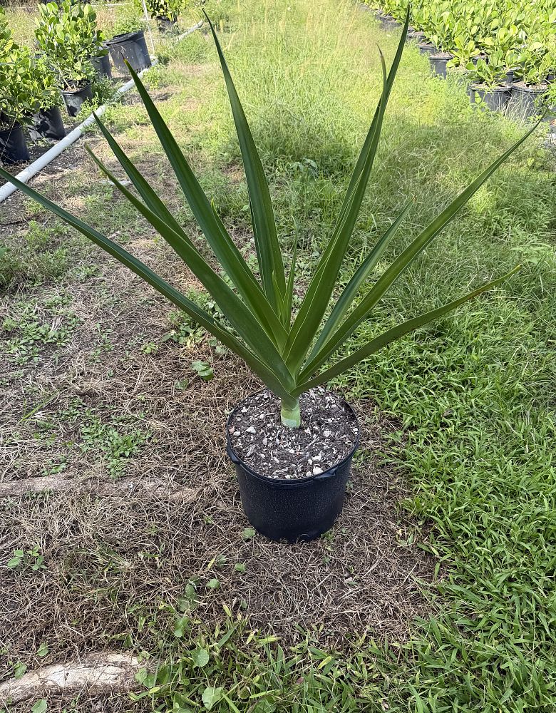 crinum-angustifolium-crinum-lily