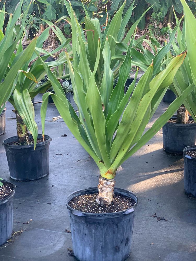 crinum-asiaticum-crinum-lily-tree-crinum