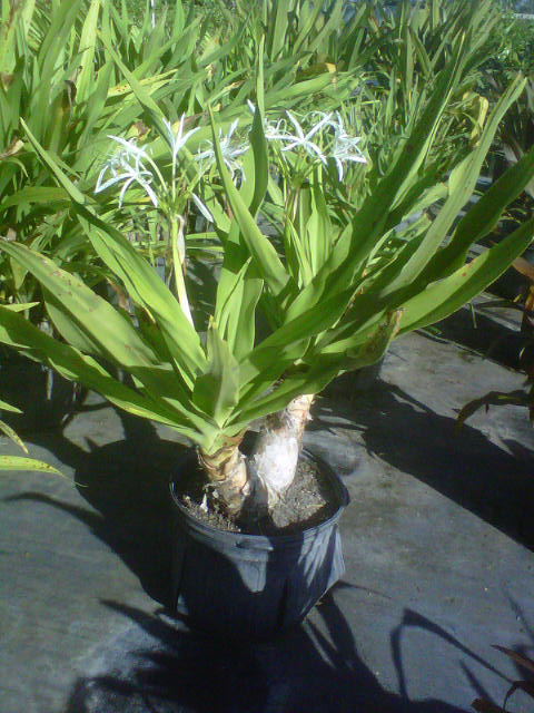 crinum-asiaticum-crinum-lily-tree-crinum