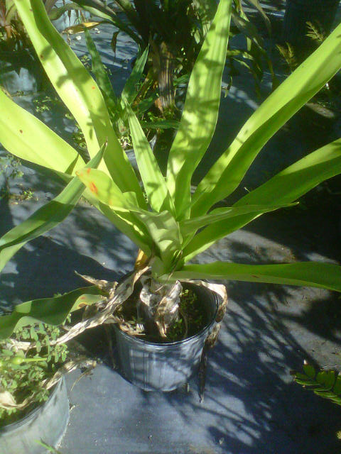 crinum-asiaticum-crinum-lily-tree-crinum