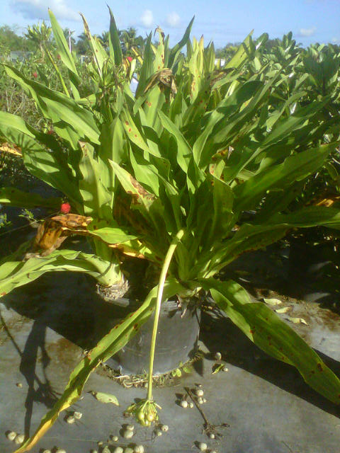 crinum-asiaticum-crinum-lily-tree-crinum